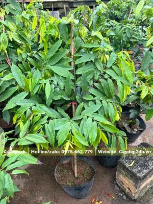 Hoa Dẻ Thơm thuần bầu, chiều cao khoảng 50 - 60cm