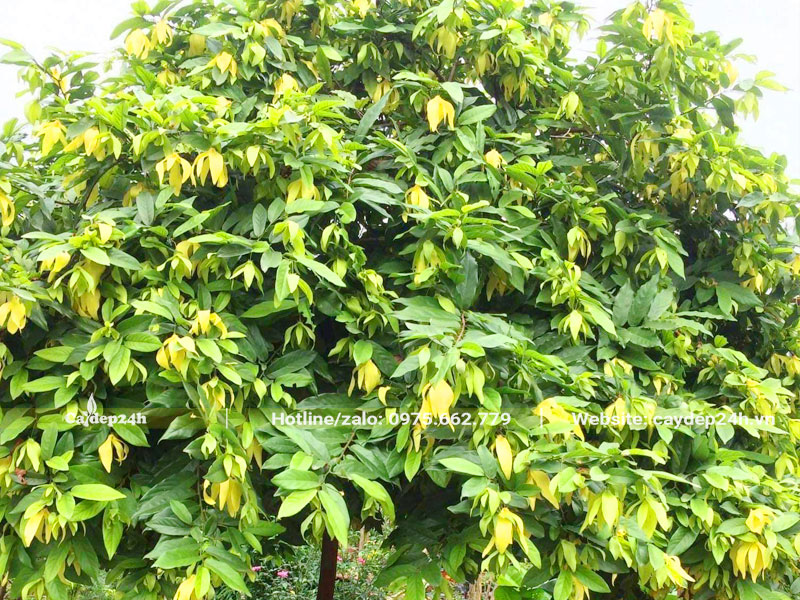Cây Hoa Dẻ đường kính tán hơn 2m