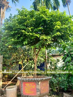 Chậu cây Dẻ Thơm hoa vàng đẹp