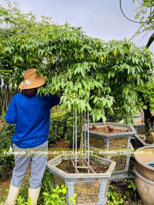Công nhân đang kiểm tra tình hình sâu bệnh của cây hoa dẻ lâu năm