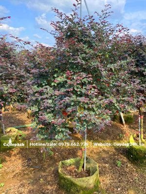 Hồng Phụng thân tree cao hơn 1m, trồng trong bầu từ nhỏ