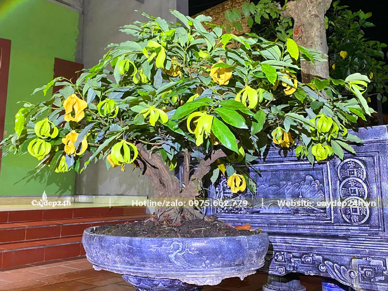 Chậu cây Hoa Dẻ bonsai hoa nở cực nhiều