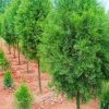 Cây Hoàng Đàn trưởng thành cao hơn 2m đang ra nón quả