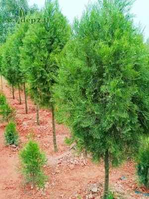 Cây Hoàng Đàn trưởng thành cao hơn 2m đang ra nón quả