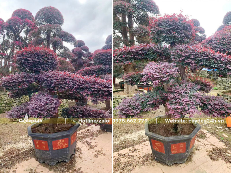 Ngắm cây Hồng Phụng bonsai cổ thụ, dáng đẹp