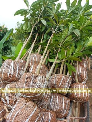 Cây Lê Ki Ma nhỏ đường kính gốc 2 - 3cm