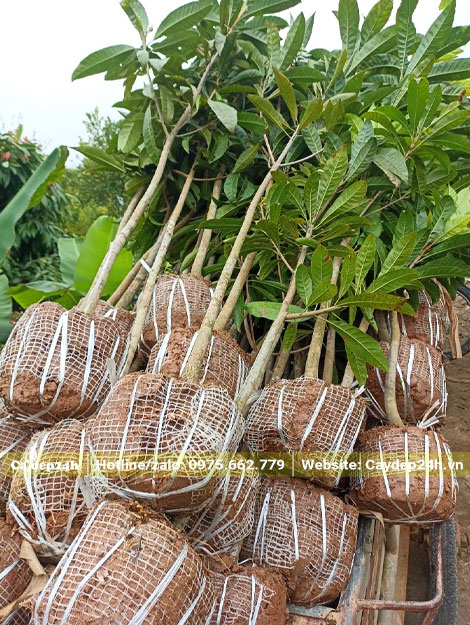 Cây Lê Ki Ma nhỏ đường kính gốc 2 - 3cm