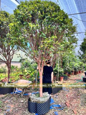 Cây Nho Thân Gỗ thoát thân cao 1m, thẳng đẹp