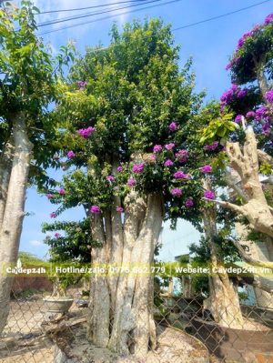 Săng Lẻ ghép hoa Tường Vi tím