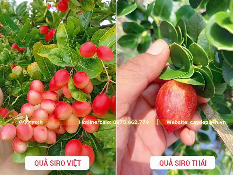 Quả của cây Siro Việt và Siro Thái Lan