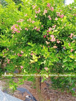 Cây trồng lâu năm, đường kính gốc 5cm, thân tree cao 60cm