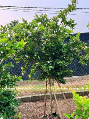 Cây thân tree, chiều cao gần 2m, thoát thân 70 - 80