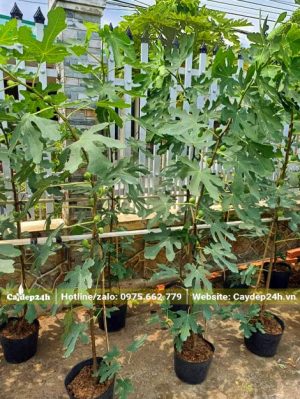 Cây sẵn quả, chiều cao hơn 1m, có giàn cố định