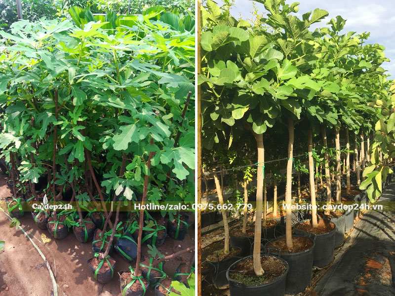 Vườn dưỡng những cây Sung Mỹ cao hơn 1m được trồng bằng phương pháp giâm cành