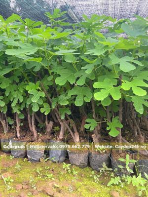 Cây giống Sung Mỹ giâm cành cao 50 - 60cm