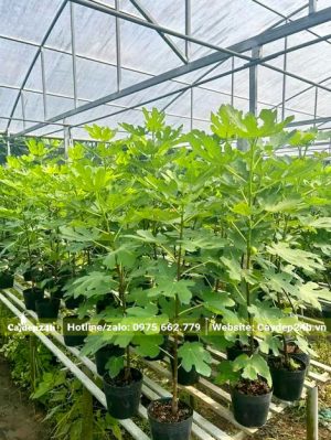 Chăm sóc cây Sung Mỹ trong nhà vườn có mái che