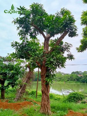 Cây Trứng Gà công trình đã dâm ủ kỹ