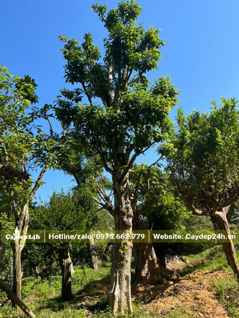 Dưỡng ủ cây Lê Ki Ma cổ thụ đường kính gốc hơn 30cm