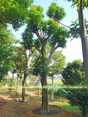 Vườn dâm ủ các loại cây công trình, trong đó có cây lòng đỏ trứng gà