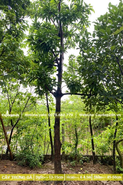 Dâm ủ cây Trứng Gà chiều cao 5 - 6m