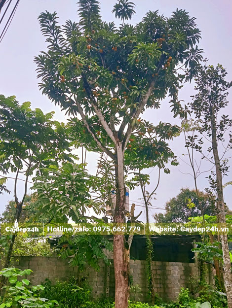 Cây Trứng Gà sẵn quả, chiều cao 7m