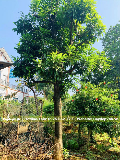 Thân cây thẳng đẹp, chiều cao khoảng hơn 3m