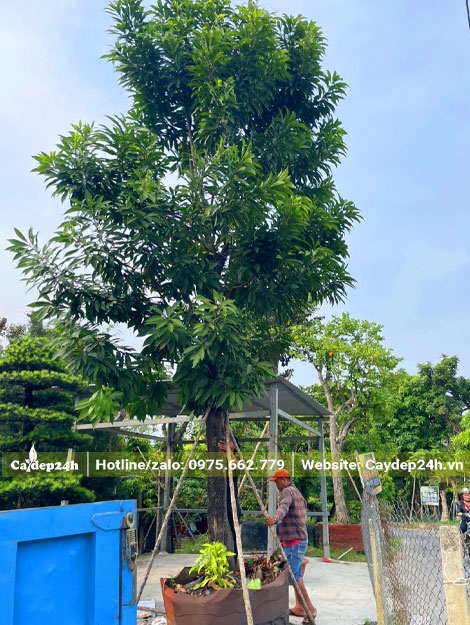 Trồng và chống cọc cho cây Trứng Gà công trình chiều cao 8 - 9m