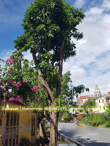 Cây Lê Ki Ma trồng vỉa hè ven đường