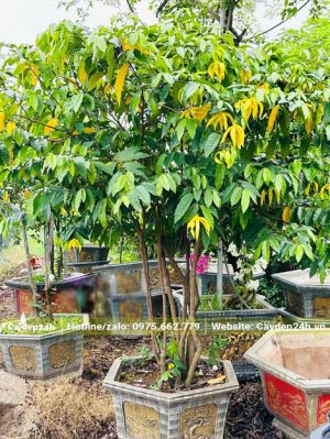 Chậu cây Hoa Dẻ thơm siêu nhiều hoa