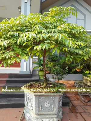 Chậu Cây Hoa Dẻ nếp lâu năm, thoát thân 50 - 60cm