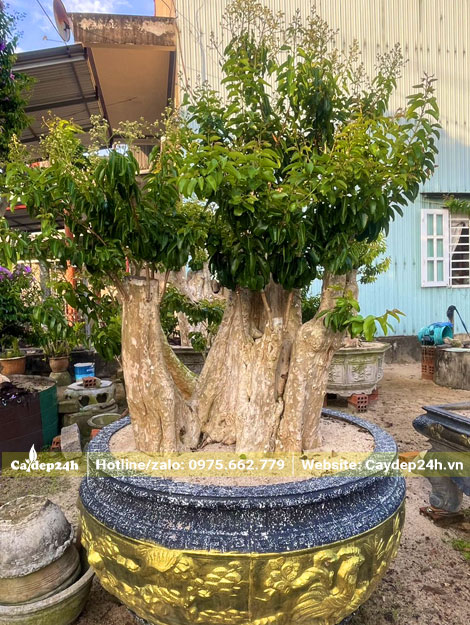 Săng lẻ ghép tường vi bonsai trồng trong chậu tròn