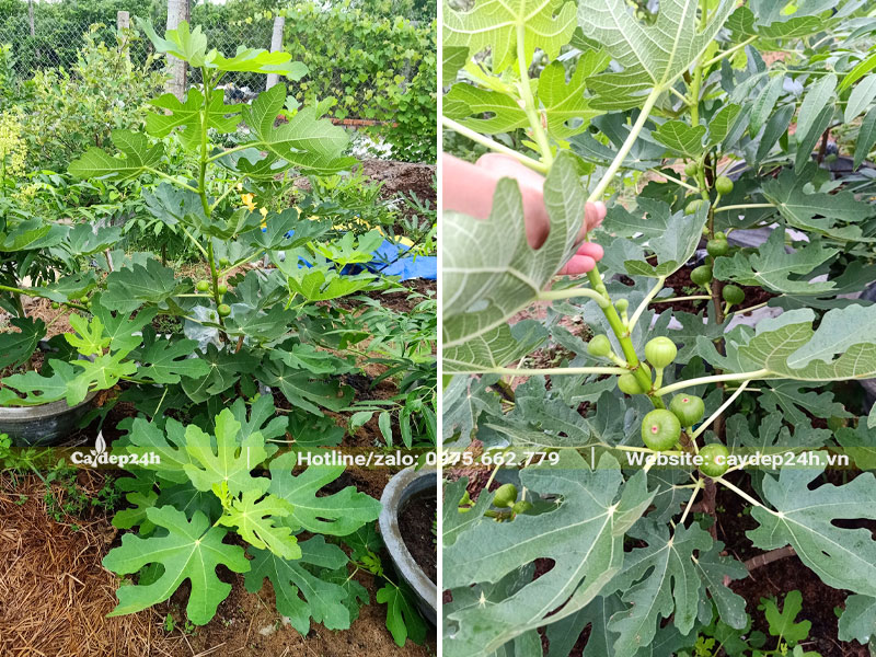 Cây Sẵn quả trồng trong chậu chiều cao 70 - 80cm