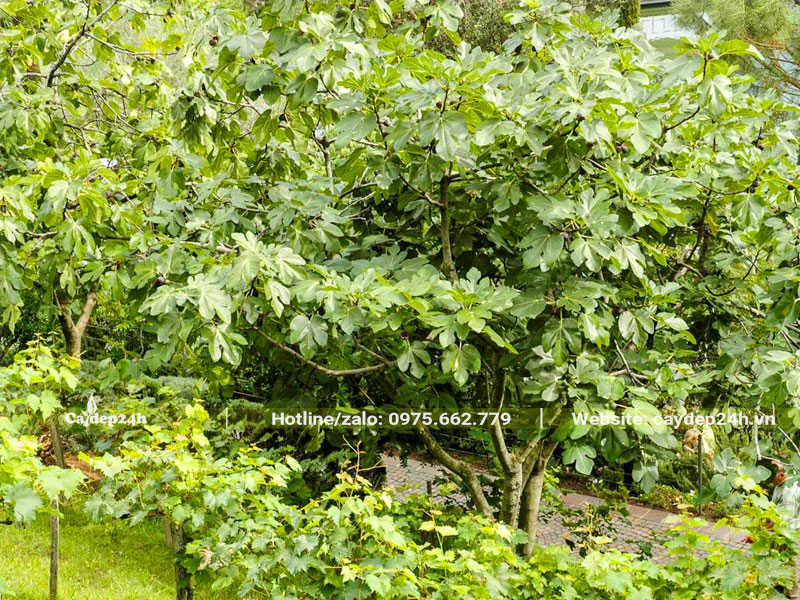 Sung Mỹ trồng lâu năm