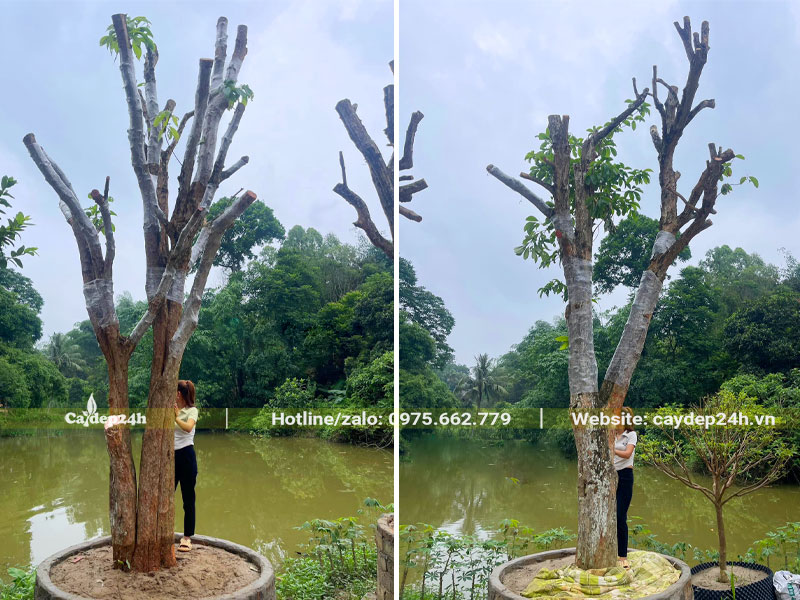 Dưỡng cây Dâu Da Đất công trình trong bầu nổi