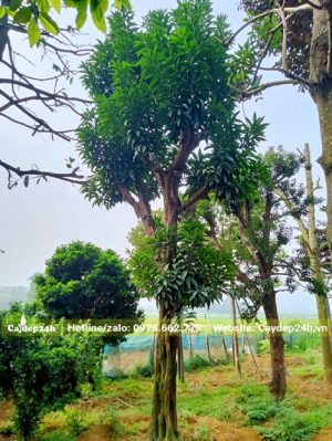 Vườn dưỡng ủ cây Trứng Gà công trình lâu năm cao 5 - 6m