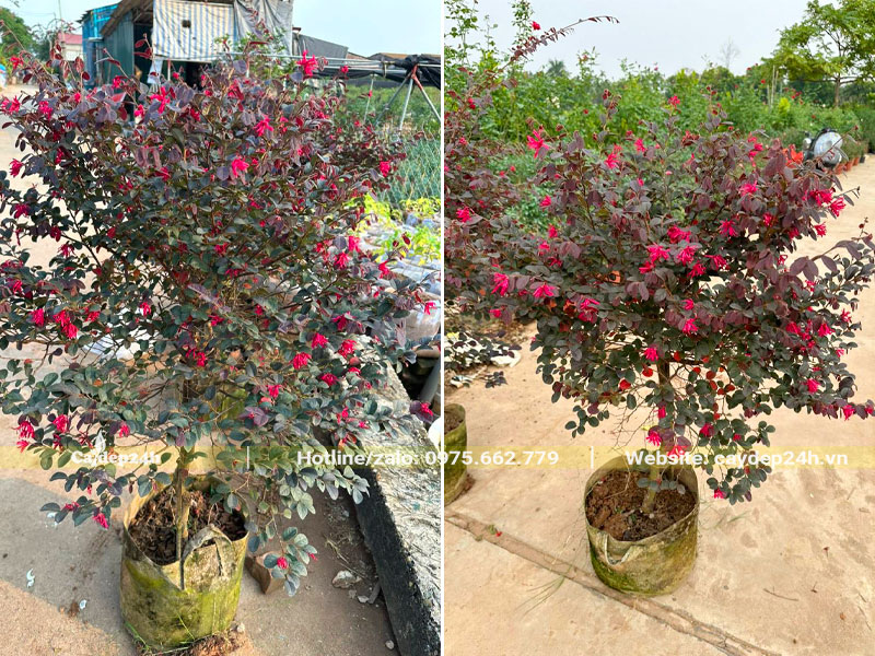 Cây Hồng Phượng trưởng thành chiều cao 70 - 80cm