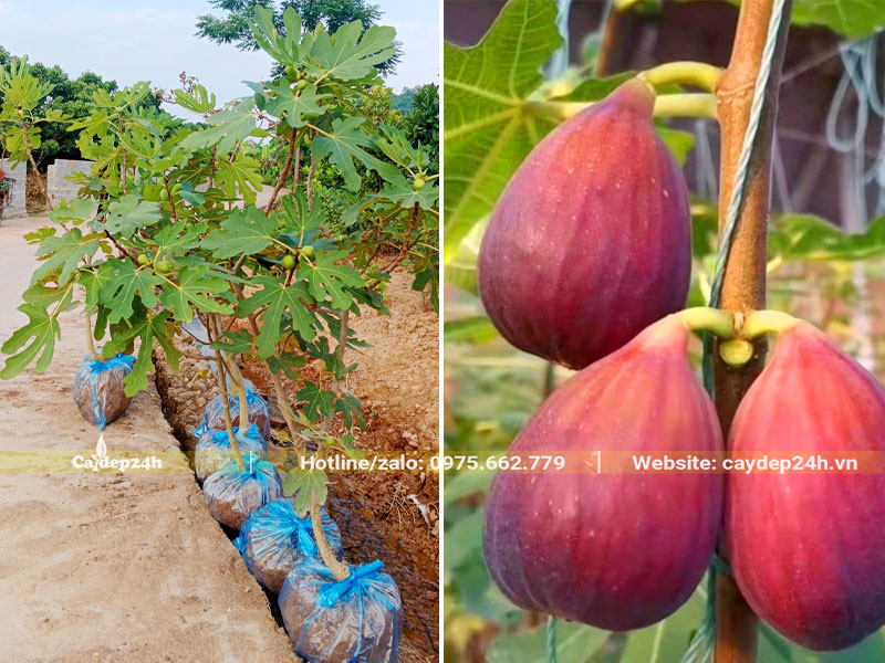 Những cây Sung Mỹ trưởng thành mới bứng bầu