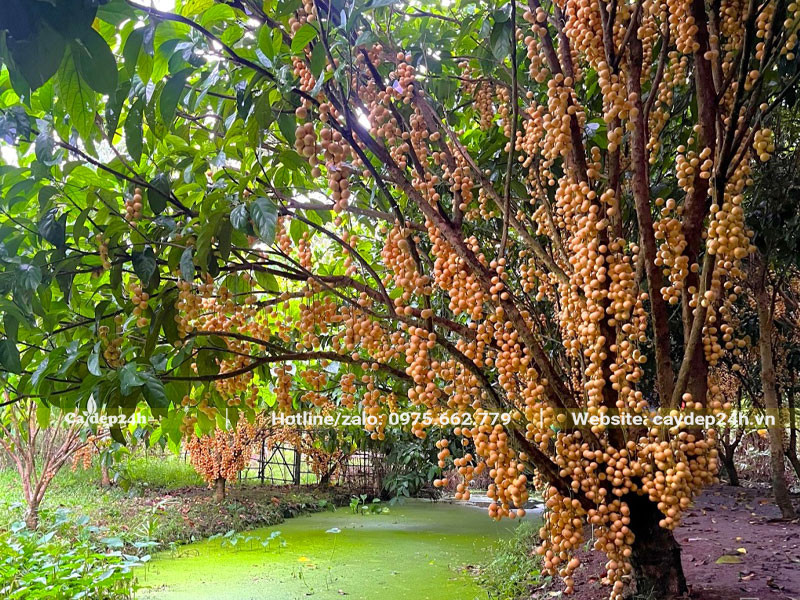 Hình ảnh vườn cây Dâu Da quả sai trĩu 