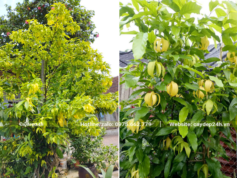 Cây Hoa Dẻ lâu năm cao hơn 3m trồng trước nhà