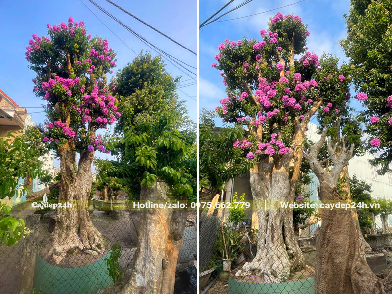 Săng Lẻ ghép Tường Vi cao hơn 4m, hoa đang nở đẹp