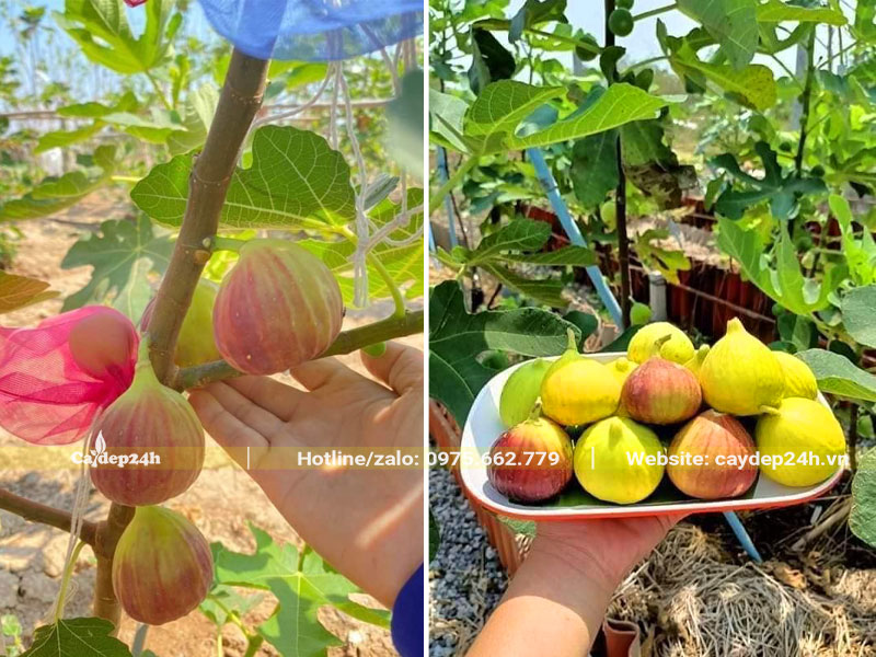 Vườn trồng cây Sung Mỹ đang bước vào mùa thu hoạch