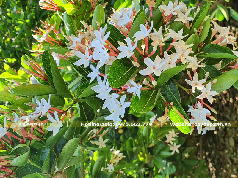 Những chùm hoa Siro trắng xinh