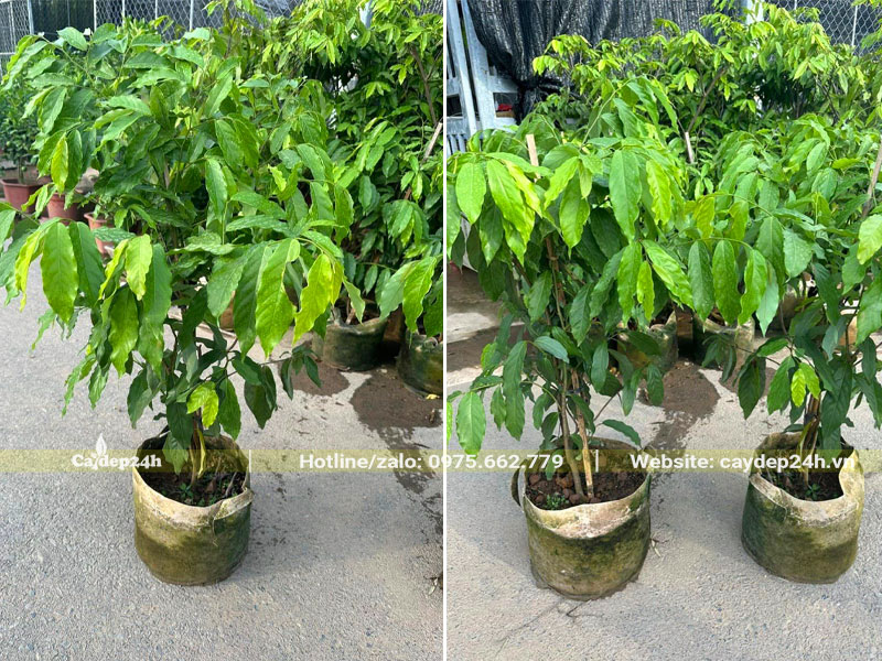 Những cây Hoa Dẻ Thơm cao 60cm, trồng trong bầu từ nhỏ