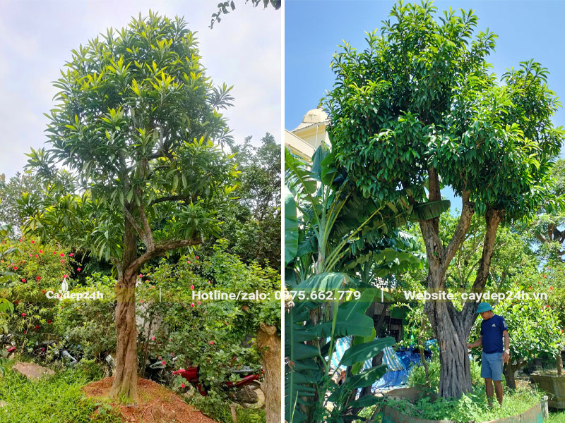 Dâm ủ cây Trứng Gà lâu năm đường kính gốc 20 - 30cm
