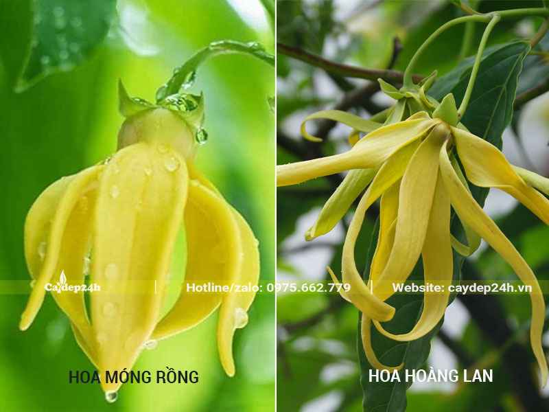 Bông hoa của cây Móng Rồng và cây hoa Hoàng Lan
