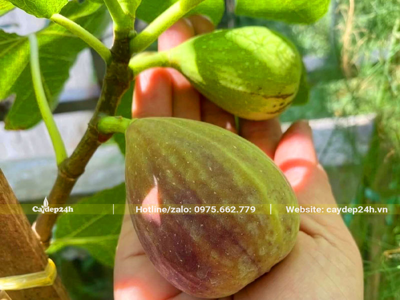 Quả cây Sung Mỹ hình trứng, vỏ ngoài màu xanh đang chuyển sang màu nâu tím