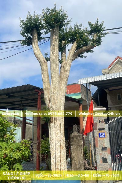 Săng Lẻ ghép Tường Vi giâm ủ kỹ cao hơn 4m, vanh 70