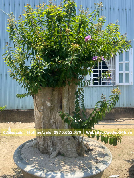 Từng Vi Thái ghép trên phôi cây băng lăng rừng cao 60 - 70cm