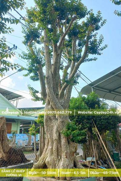 Chiêm ngưỡng cây săng lẻ có cành mọc siêu đẹp, vanh gốc khoảng 200