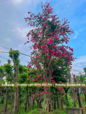 Cây săng lẻ ghép hoa tường vi màu hồng đậm